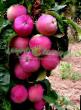 Manzanas variedades Rubin  Foto y características
