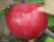 Μήλα  Antipaskhalnoe  ποικιλία φωτογραφία