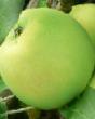 des pommes  Krasnoyarskijj sibiryak l'espèce Photo