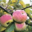 Äpplen sorter Pervinka  Fil och egenskaper