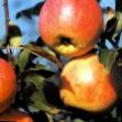 Jablka druhy Start fotografie a charakteristiky
