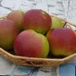 Manzanas variedades Aprelskoe Foto y características