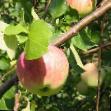 des pommes les espèces Berkutovskoe  Photo et les caractéristiques