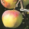 Jabłka  Kulikovskoe gatunek zdjęcie