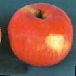 Apfel  Rossoshanskoe avgustovskoe klasse Foto