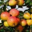 Jabolka sort Mironchik (Sakharnyjj Miron) fotografija in značilnosti