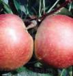 Jablka druhu Alva fotografie a vlastnosti