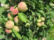des pommes les espèces Seyanec Solncedara Photo et les caractéristiques