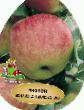 Jabłka gatunki Orlovskoe Polosatoe zdjęcie i charakterystyka