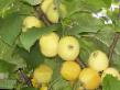 Jabłka gatunki Osennee nizkorosloe (karliki Mazunina) zdjęcie i charakterystyka