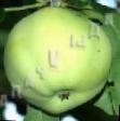 Jabłka gatunki Plastun (karliki Mazunina) zdjęcie i charakterystyka