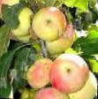 Jabolka sort Kumir fotografija in značilnosti
