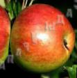 Manzanas variedades Senator Foto y características