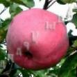 Jablka druhu Aromat Uktusa fotografie a vlastnosti
