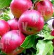 Manzanas variedades Brusnicyna Foto y características
