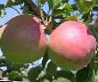 Μήλα  Ligol  ποικιλία φωτογραφία