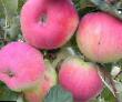 Manzanas variedades Fejjmez (Snezhnoe) Foto y características