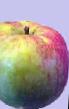 Äpplen sorter Rosavka Fil och egenskaper