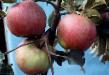 des pommes les espèces Vnuchka Photo et les caractéristiques