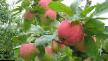 Μήλα  Mavka ποικιλία φωτογραφία