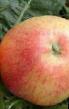 Jablka druhy Teremok fotografie a charakteristiky