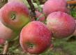Äpplen sorter Graf Ehzzo Fil och egenskaper