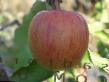 des pommes les espèces Khivvel Brejjburn Photo et les caractéristiques