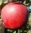 Manzanas  Ehnterprajjz variedad Foto