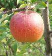 Jablka druhy Fudzhi fotografie a charakteristiky