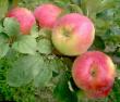 des pommes les espèces Palitra Photo et les caractéristiques