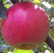 Jablka druhy Gerkules fotografie a charakteristiky