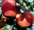 des pommes  Pinova l'espèce Photo
