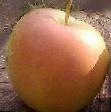 Jablka druhu Skifskoe zoloto fotografie a vlastnosti