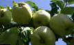 Manzanas variedades Golden rezistent Foto y características