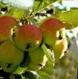 Jablka druhy Professor Shpingler fotografie a charakteristiky