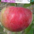Jabłka gatunki Delikates zdjęcie i charakterystyka