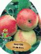 Μήλα ποικιλίες Solnyshko φωτογραφία και χαρακτηριστικά