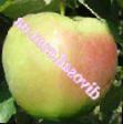Jablka druhy Pepinka zolotistaya fotografie a charakteristiky