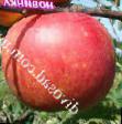 Jablka druhu Pirueht fotografie a vlastnosti