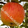 Äpplen sorter Delkorf Fil och egenskaper