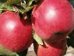 Jablka druhy Zheneva fotografie a charakteristiky