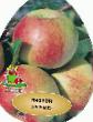 Μήλα ποικιλίες Spartak φωτογραφία και χαρακτηριστικά