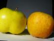 Manzanas variedades Zarya Alatau Foto y características