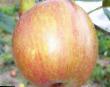 des pommes  Tellisaare l'espèce Photo