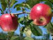Jablka druhu Fridom fotografie a vlastnosti