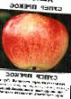 Manzanas variedades Super prekos Foto y características
