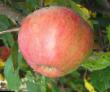 des pommes  Krasavica Moskvy l'espèce Photo