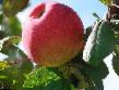 des pommes  Filinskoe l'espèce Photo