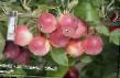 Jablka druhy Altajjskijj Golubok fotografie a charakteristiky