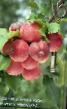 Яблоки сорта Алтайское крапчатое Фото и характеристика